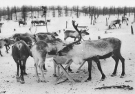 На снимке − Подкормка северных оленей белково-минеральной смесью, 1980 г. Из фондов Таймырского краеведческого музея. ТКМ ГИК 4987/6