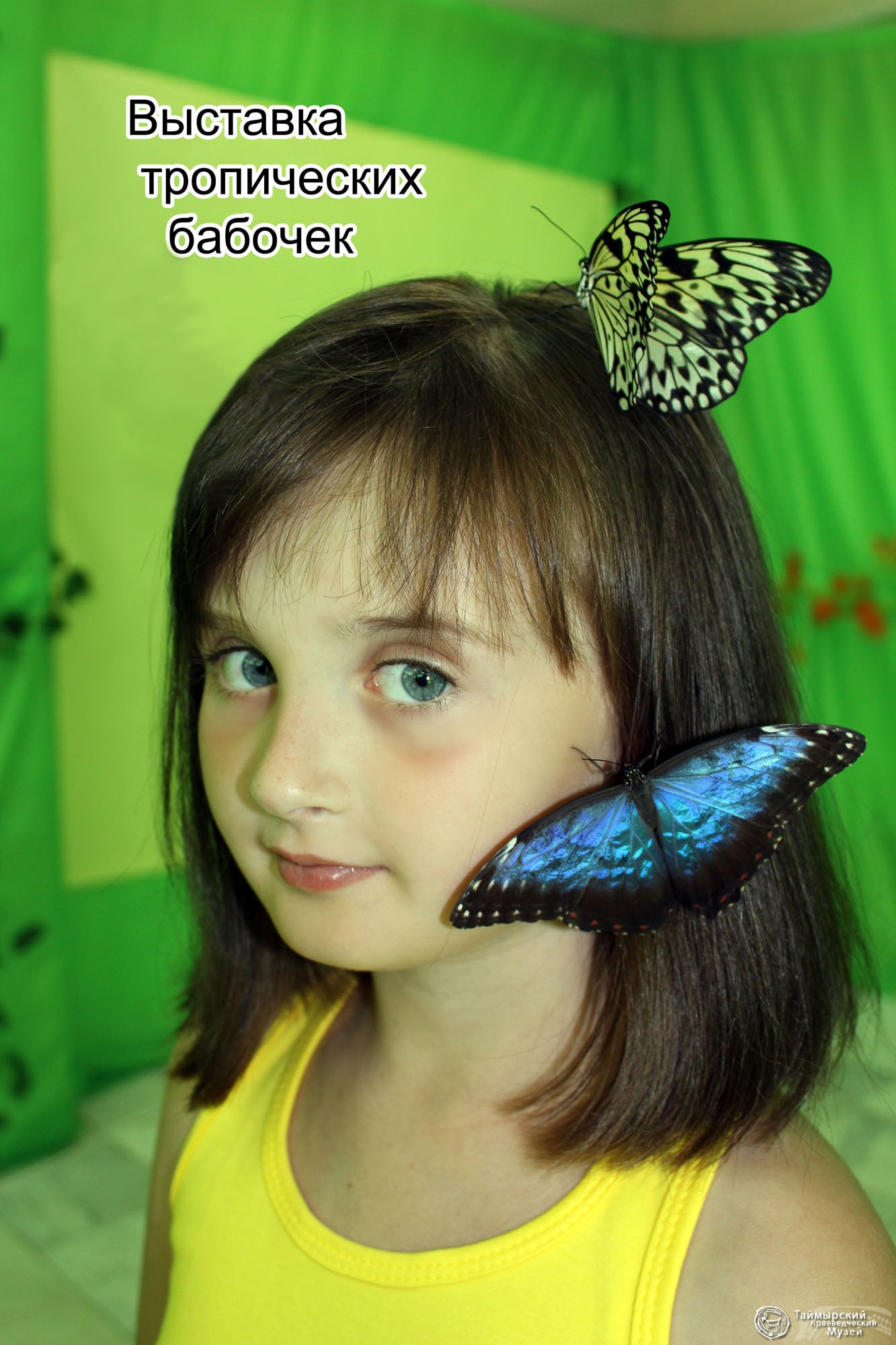 Эль рио выставка бабочек. Выставка бабочек. Выставка тропических бабочек. Музей бабочек на ВДНХ. Выставка бабочек на ВДНХ.